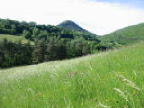 Paysage d'été